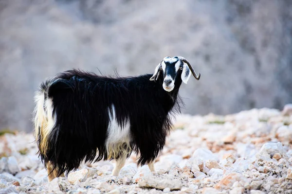 Single mountain goat standing on the top of Tahtali Mountain, Tu — Stock Photo, Image