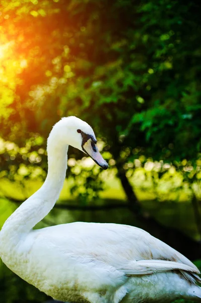 Hermoso cisne joven —  Fotos de Stock