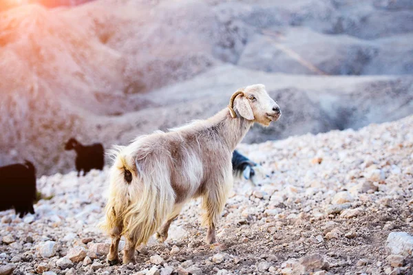 Один гірський козел стоячи на вершині гори Тахтали, ту — стокове фото