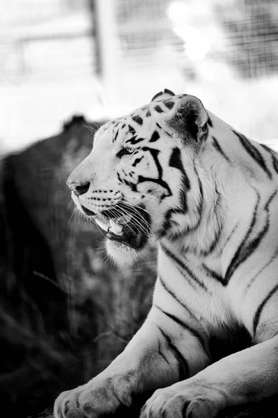 Mooie Amur Tijger Achtergrond — Stockfoto