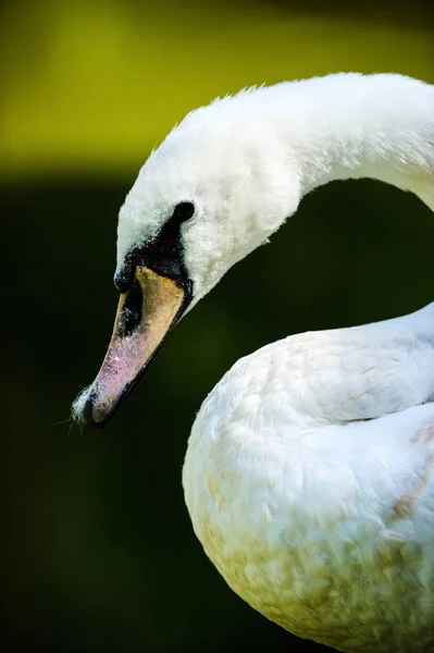 Bonito cisne jovem — Fotografia de Stock