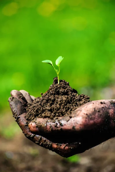 Mãos de jardineiro preparando o solo para a planta cultivada de sementes no solo — Fotografia de Stock