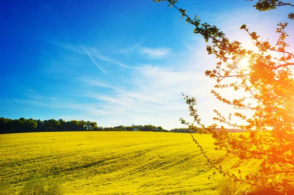 Field of yellow rapeseed against the blue sky — Stock Photo, Image