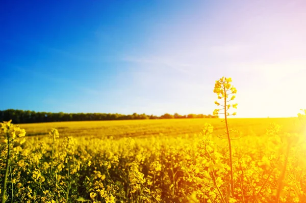 Field of yellow rapeseed against the blue sky — Stock Photo, Image