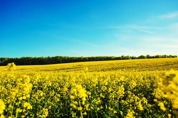 Gebied van geel koolzaad tegen de blauwe hemel — Stockfoto