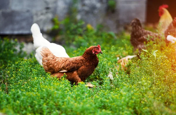 Kip op een boerderij — Stockfoto