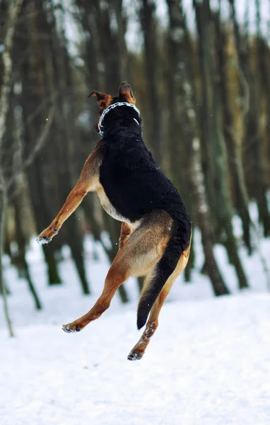 Chien joue dans la neige — Photo