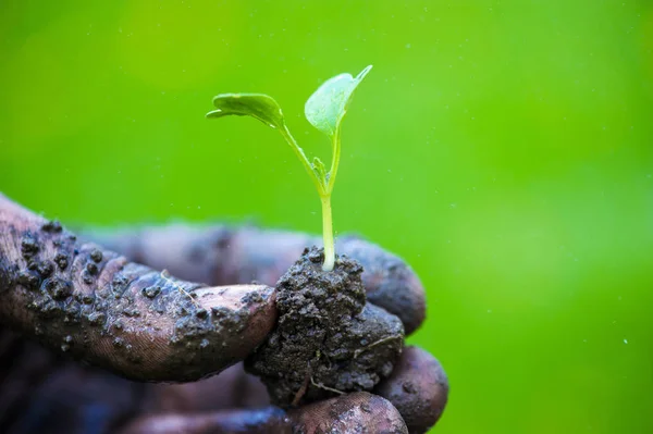 Mãos de jardineiro preparando o solo para a planta cultivada de sementes no solo — Fotografia de Stock