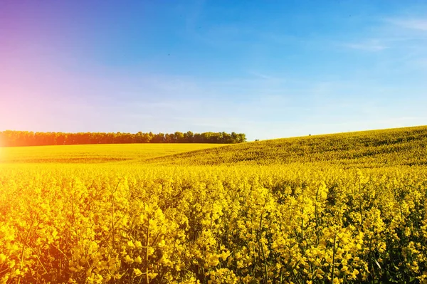 Champ de colza jaune contre le ciel bleu — Photo