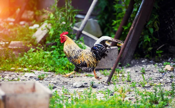 Bir çiftlikte tavuk — Stok fotoğraf