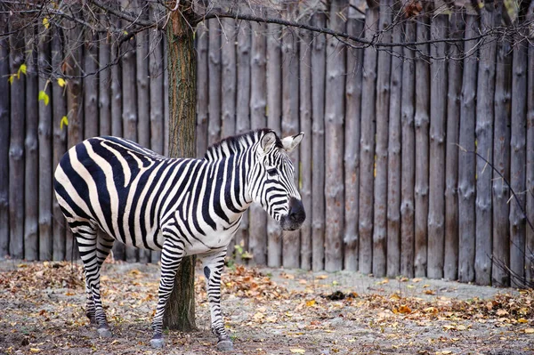 Retrato de zebra . — Fotografia de Stock