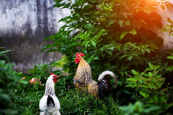 Chicken on a farm — Stock Photo, Image