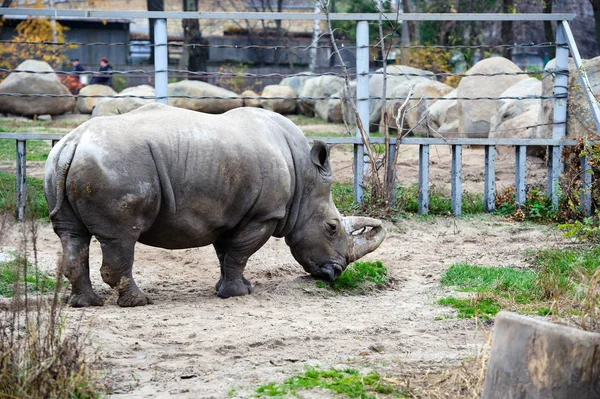 Un rinoceronte blanco / rinoceronte —  Fotos de Stock