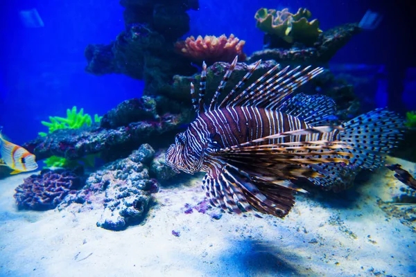 Maravilloso y hermoso mundo submarino con corales y tropica — Foto de Stock