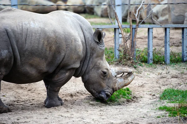 A white rhino / rhinoceros — Stock Photo, Image