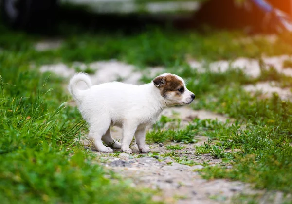 푸른 잔디에 노는 강아지 — 스톡 사진