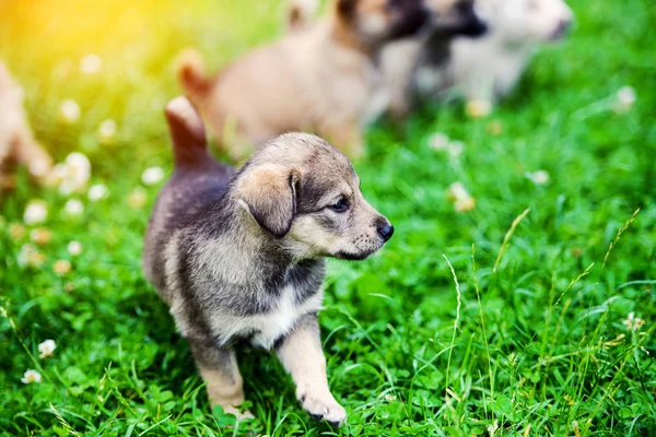 Puppy's spelen op gras — Stockfoto