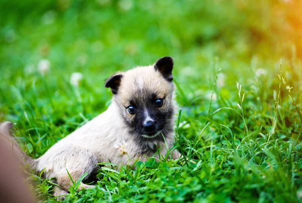 緑の芝生で遊ぶ子犬 — ストック写真