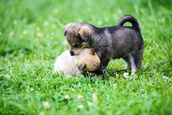 Cachorros jugando sobre hierba verde —  Fotos de Stock