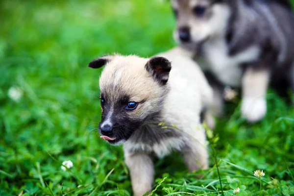 Anak anjing bermain di rumput hijau — Stok Foto