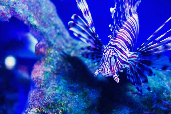 Wunderschöne Unterwasserwelt mit Korallen und Tropen — Stockfoto