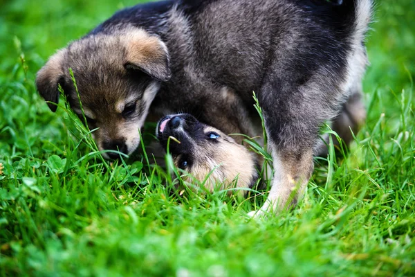 Puppies playing on green grass — Stock Photo, Image
