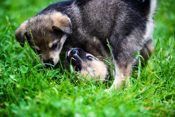 Puppy's spelen op gras — Stockfoto