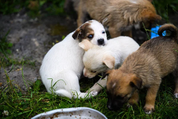 Cachorros jugando sobre hierba verde —  Fotos de Stock