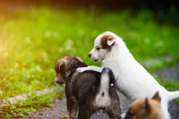 Cachorros jugando sobre hierba verde —  Fotos de Stock