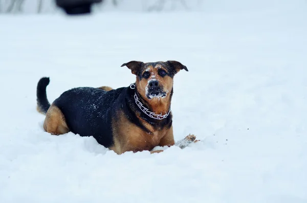 Cão está brincando na neve — Fotografia de Stock