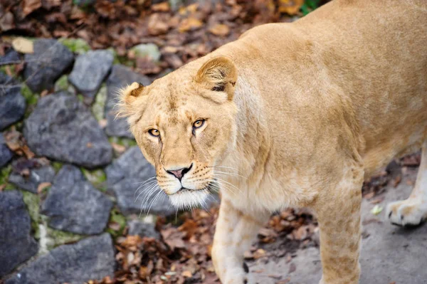 Portrait of a lioness — Stock Photo, Image