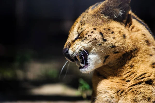 Krásný serval kočka — Stock fotografie