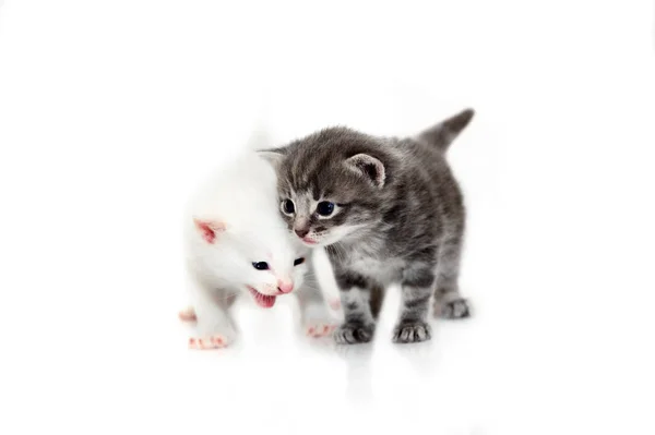 Χαριτωμένο μικρό γατάκια που απομονώνονται σε λευκό φόντο — Φωτογραφία Αρχείου