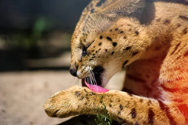 Hermoso gato serval —  Fotos de Stock