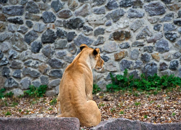Portrait of a lioness — Stock Photo, Image