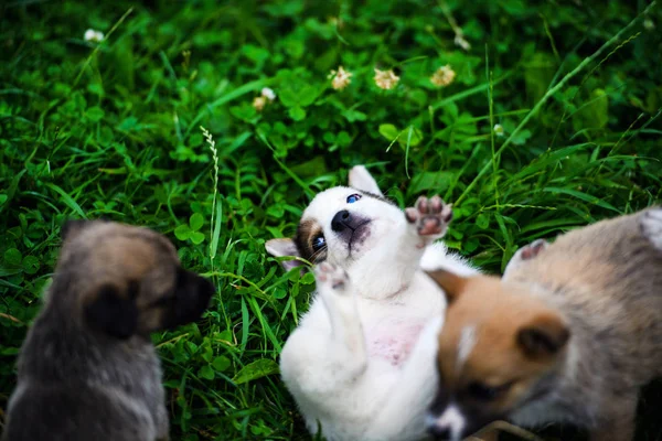 Cachorros brincando na grama verde — Fotografia de Stock