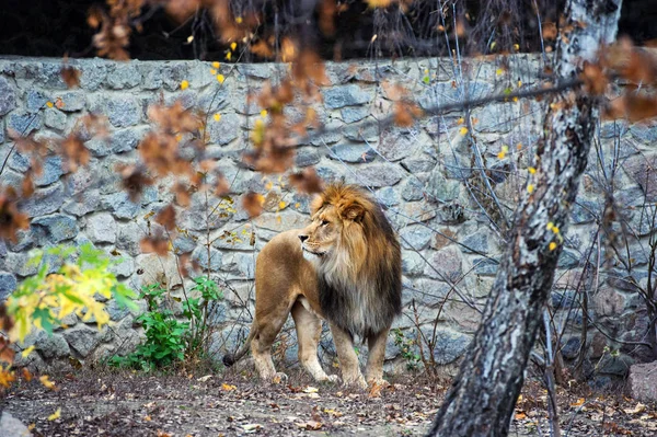 Bellissimo Leone possente — Foto Stock