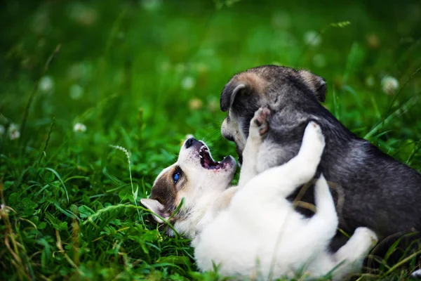 Anak anjing bermain di rumput hijau — Stok Foto