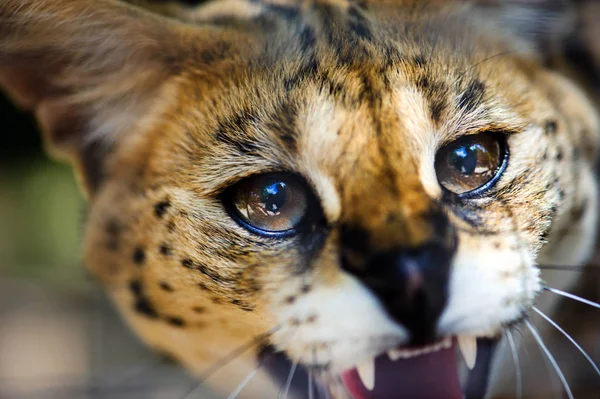Bella serval gatto — Foto Stock