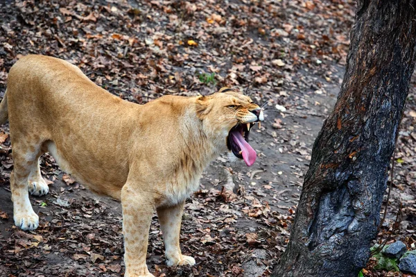 Bir dişi aslanın portresi — Stok fotoğraf