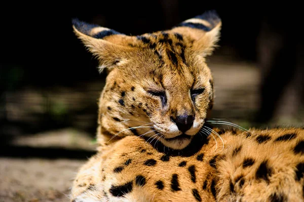 아름 다운 serval 고양이 — 스톡 사진