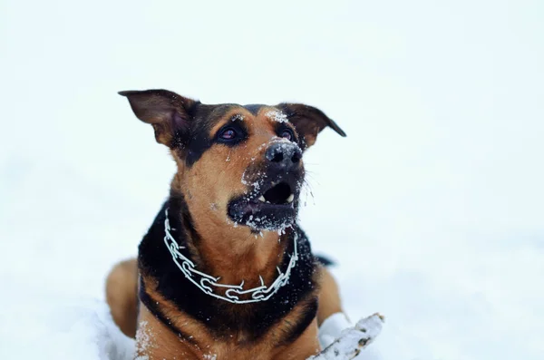 Cão está brincando na neve — Fotografia de Stock