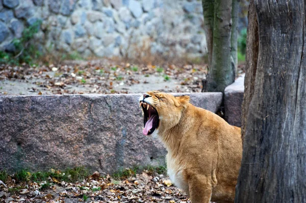 Retrato de uma leoa — Fotografia de Stock