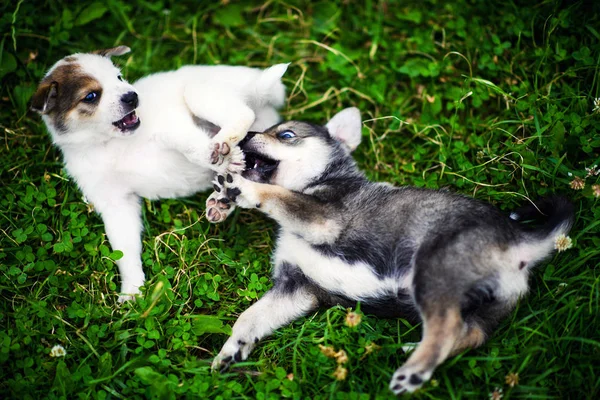 Anak anjing bermain di rumput hijau — Stok Foto