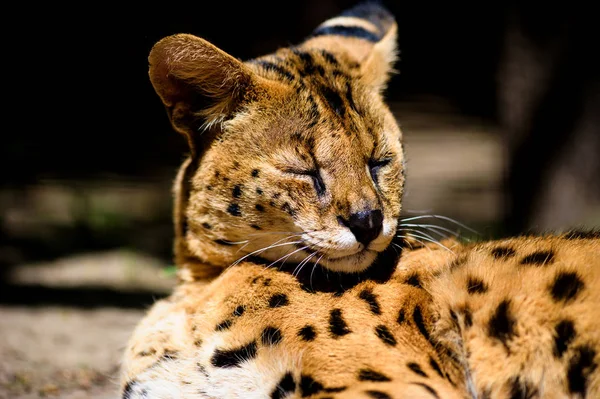 Hermoso gato serval — Foto de Stock