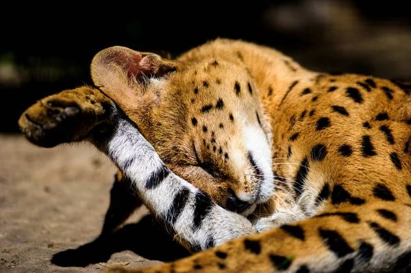 Beautiful serval cat — Stock Photo, Image