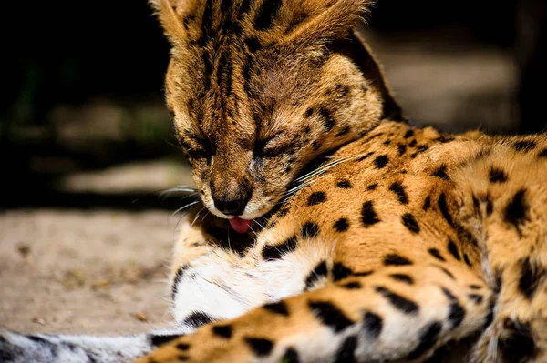 Vackra serval cat — Stockfoto