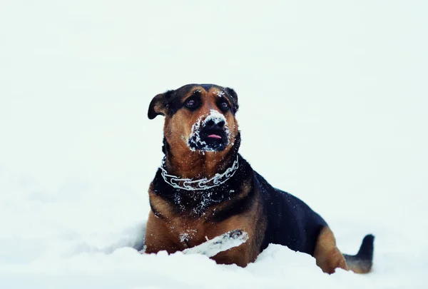 Hond speelt in de sneeuw — Stockfoto