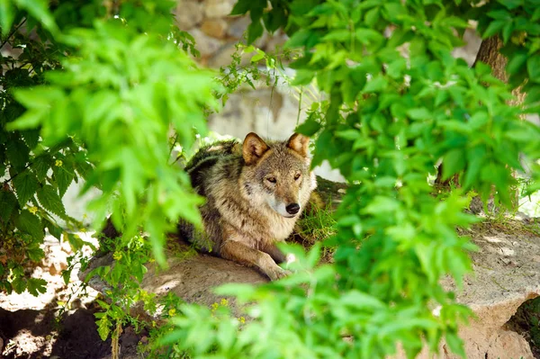 Lobo cinzento (Canis lupus) Retrato — Fotografia de Stock