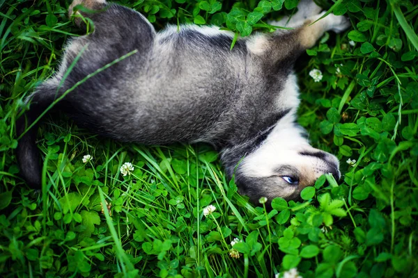 緑の芝生で遊ぶ子犬 — ストック写真